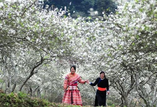 ដំបន់ខ្ពង់រាបស Bac Ha ខេត្ត Lao Cai ភាគខាងជើងវៀតណាម។ - ảnh 1